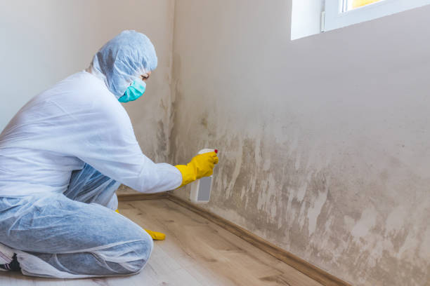 Licensed Mold Remediation service in Denver, CO - 24 Hour Mold Removal